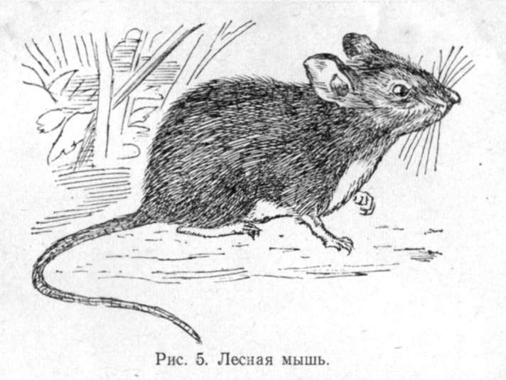 Лесная мышь (Apodemus sylvaticus L.)