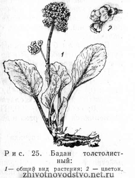 Бадан толстолистный - Bergenia crassifolia (L.) Fritsch