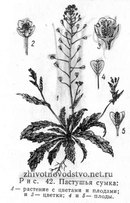 Пастушья сумка - Capsella bursa pastoris (L.) Med.
