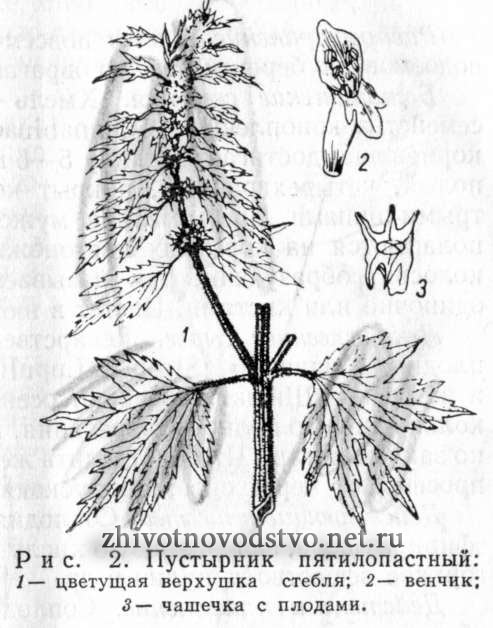 Пустырник пятилопастный (мохнатый, волосистый)  Leo-nurus quinquelobatus Gilib. (L. villosus Desf)