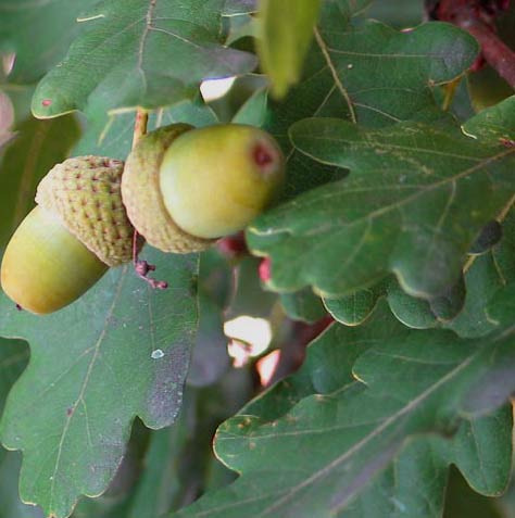 Дуб обыкновенный - Quercus robur L.