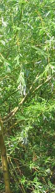 Ивы - Salix L.