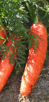 Морковь посевная - Daucus carota L.