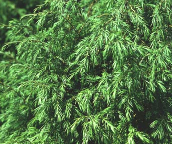 Можжевельник обыкновенный - Iuniperus communis L.