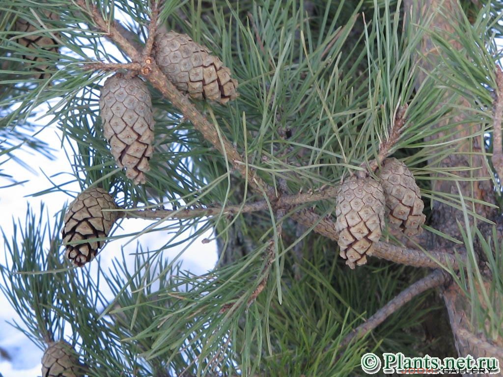 Сосна обыкновенная - Pinus silvestris L.