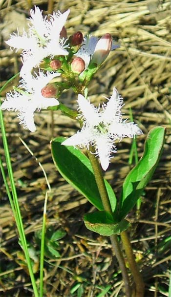 Вахта трехлистная (трифоль, трилистник водяной) Menyanthes trifoliata L