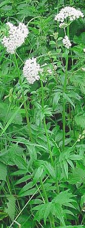 Валерьяна лекарственная (аптечная)-Valeriana officinalis L. S. J.