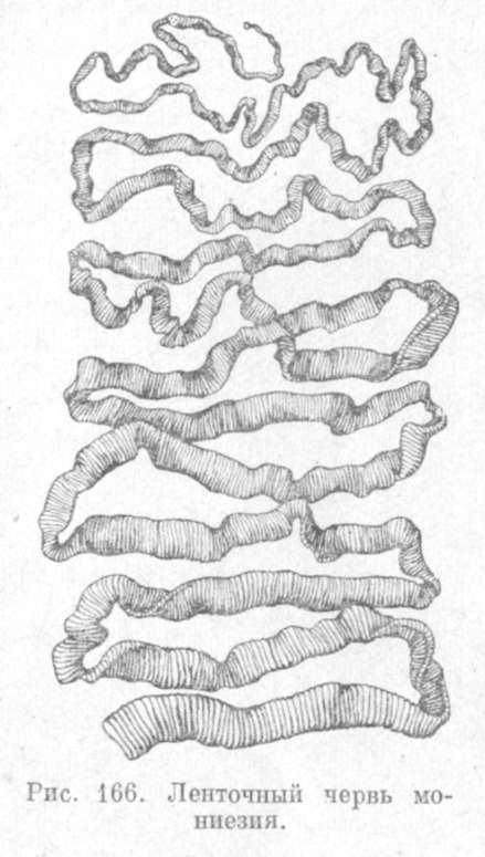 Мониезиоз жвачных ленточный червь монизения