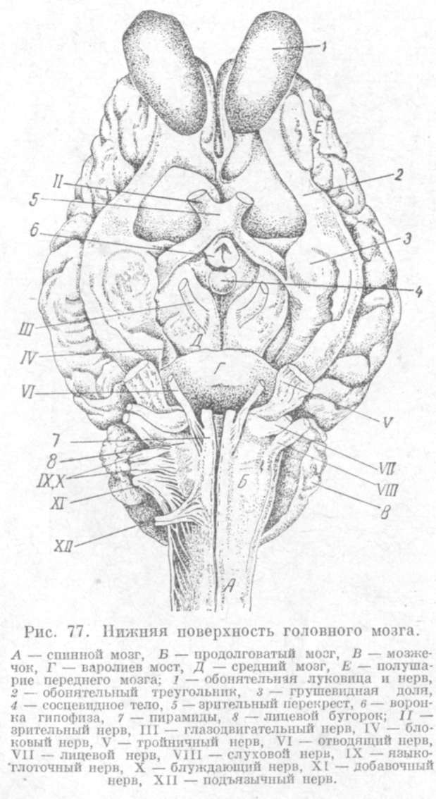 нижняя поверхность головного мозга