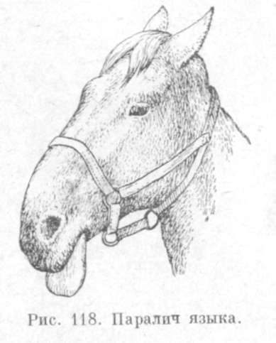 паралич языка у лошади